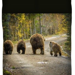 Bear Bums Bedroom Duvet Cover Bedding Sets