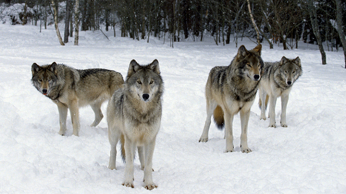 Biology and Behavior of Wolves in the Wild - Dream Art Europa