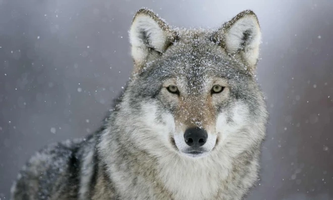 Biology and Behavior of Wolves in the Wild - Dream Art Europa