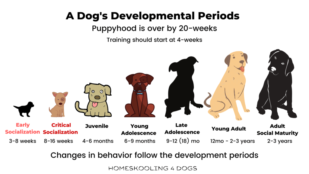 How to Calculate Your Dog's Age Accurately - Dream Art Europa