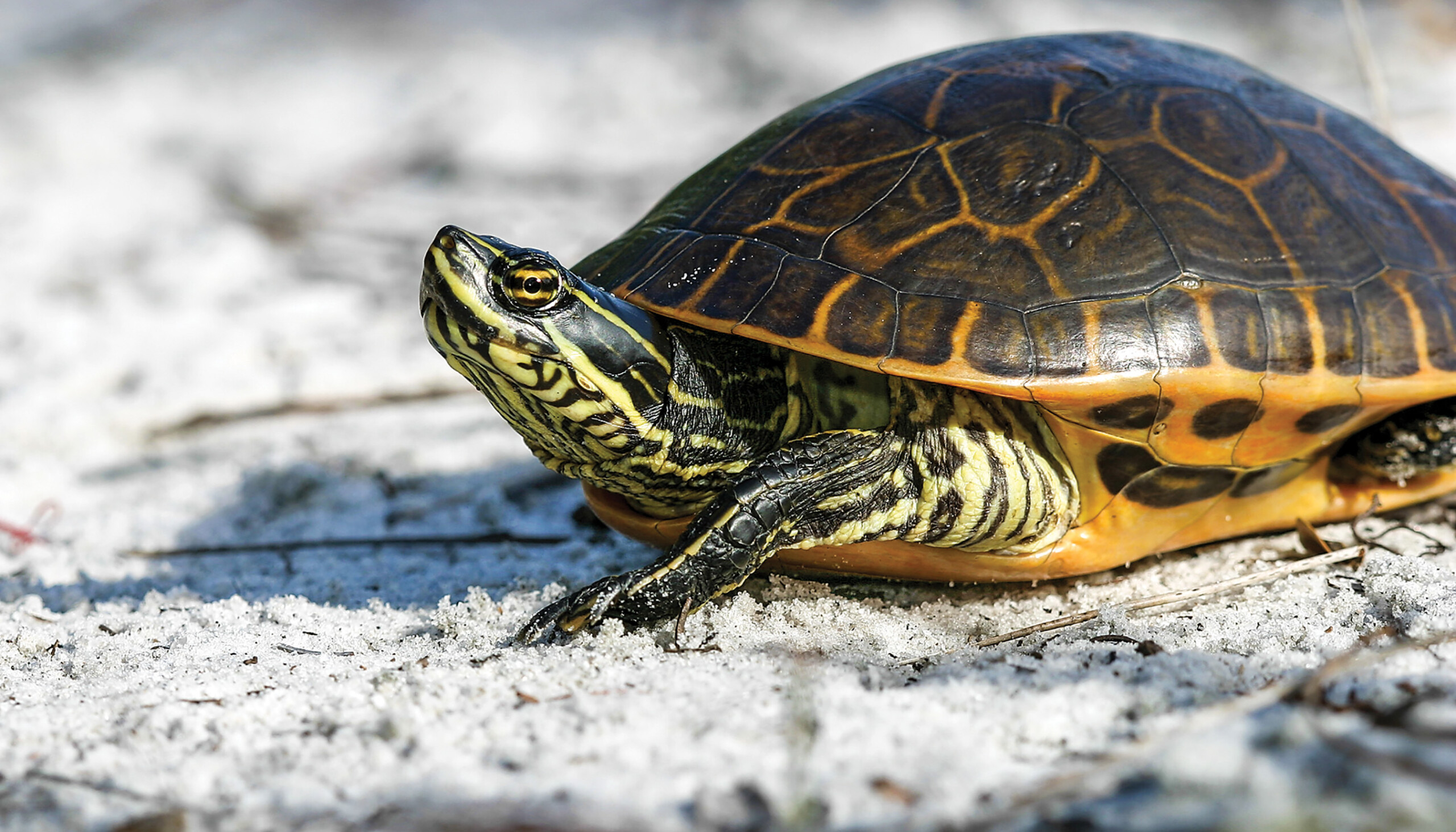 Witness the Graceful Movement of Turtles - Dream Art Europa