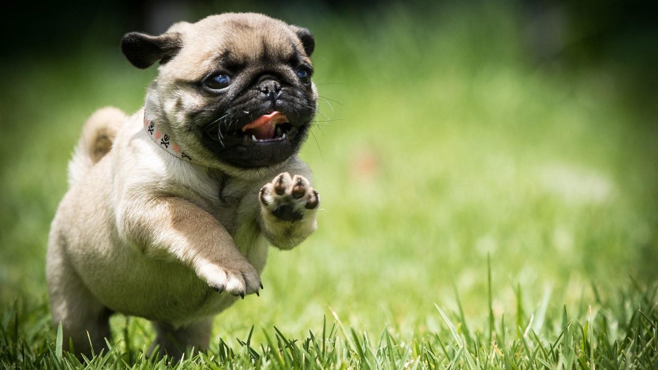 4 golden tips to help your Pug stay healthy and full of lifea - Dream Art Europa