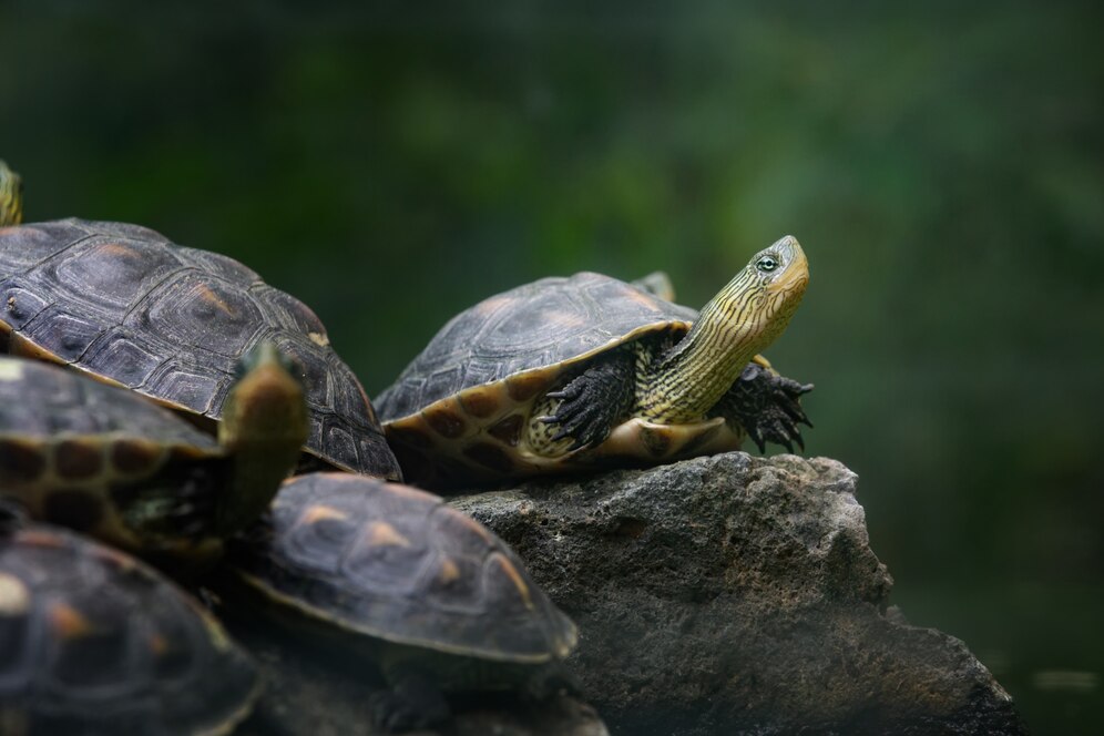 Top 5 Trending Turtle Rugs Bring Nature into Your Living Space - Dream Art Europa